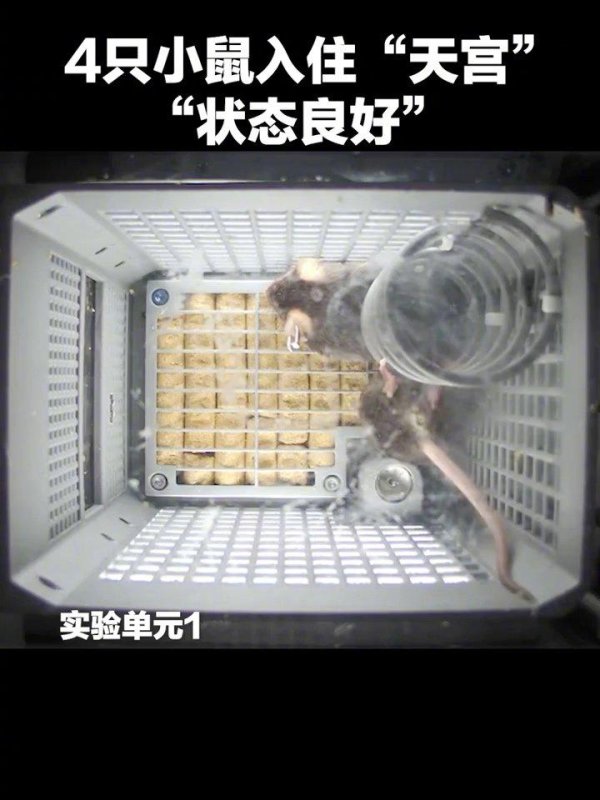 嘉正网  能吃能喝：四只小鼠“航天员”入住中国天宫空间站，状态良好